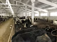 Cow, Yaroslavl cattle — photo 7