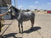 Mare, Orlov Trotter — photo 1