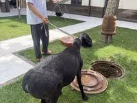 Ram, Sheep — photo 2