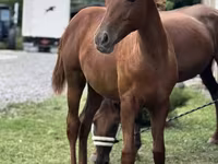 Stute, Anglo-Arabian — Foto 1
