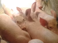 Eber, Schweine — Foto 2