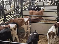 Bull, Cattle — photo 4