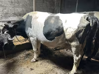 母牛, Holstein breed — 照片 1