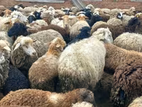 كبش, الأغنام — الصورة 7