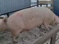 Eber, Schweine — Foto 8