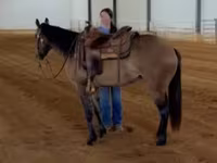 Kobyła, Quarter Horse — zdjęcie 7