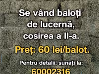 Vind baloți de lucerna 1 cosire-50lei/balot, a2-cosire 60lei balot.Sunt frunzoși și păstrați foarte — photo 3