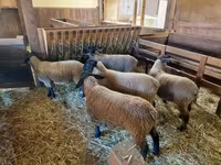 Owca, Baerchuke sheep — zdjęcie 4