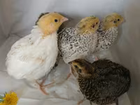 Quails — zdjęcie 7