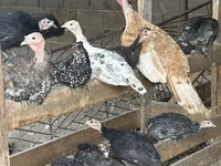 Turkeys — 照片 2