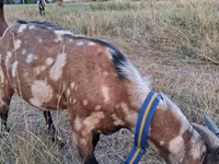 Kozioł, Nubian Goat — zdjęcie 1