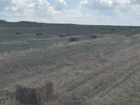 Луговая трава — Foto 3