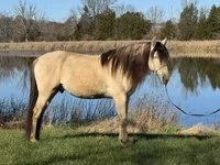 Koń, Rocky Mountain Horse — zdjęcie 8