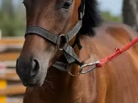 Koń, Anglo-Arabian — zdjęcie 1