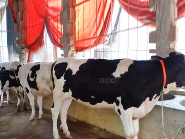 Cow, Holstein breed