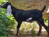 Koza, Nubian Goat — zdjęcie 3