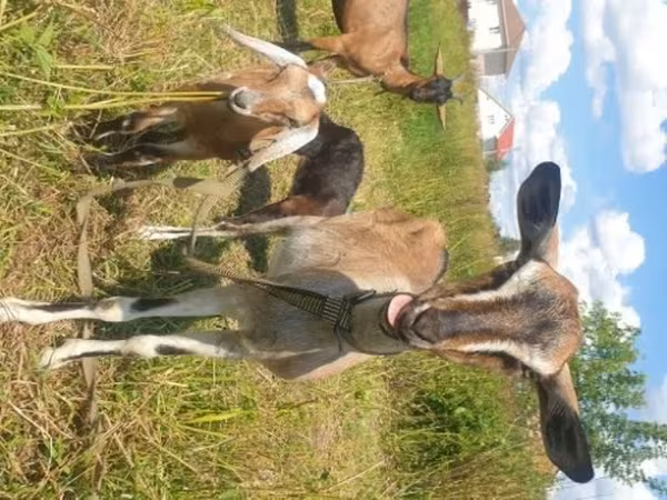 Koza, Nubian Goat
