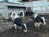 Toro, Russian Black pied cattle — foto 4