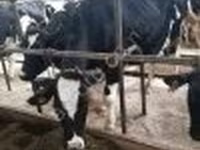 بقرة, Swiss cattle — الصورة 3