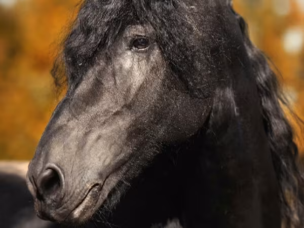 Koń, Friesian