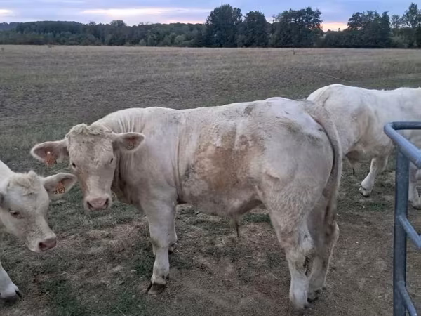 公牛, Charolais cattle