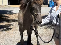 Yegua, Rocky Mountain Horse — foto 4