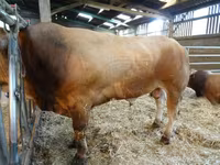 ثور, Partenaise cattle — الصورة 2