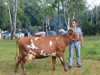 Krowa, Kalmucka rasa — zdjęcie 5
