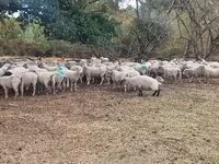 Oveja, Baerchuke sheep — foto 2