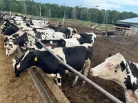 Krowa, Simmental cattle — zdjęcie 4