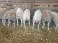 Owca, Baerchuke sheep — zdjęcie 1