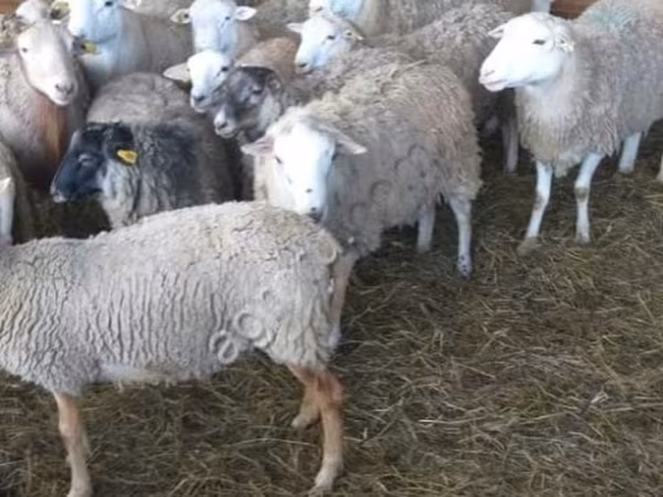 Baran, Katum sheep