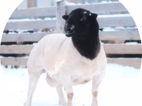 Baran, Dorper sheep