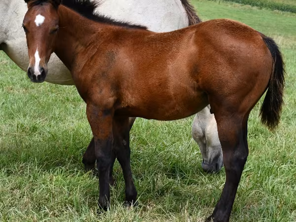 घोड़ा, Quarter Horse