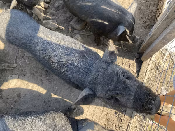 Knur, Świnie — Rosja