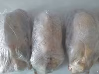 Geese — Foto 1