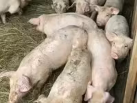 Knur, Świnie — zdjęcie 6