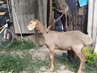 Baran, Edilbay sheep — zdjęcie 7