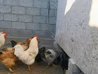 Brahma — foto 8