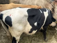 公牛, Cattle — 照片 2