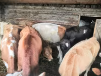 Cow, Simmental cattle — photo 5