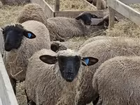 Owca, Blackheaded Persian sheep — zdjęcie 3