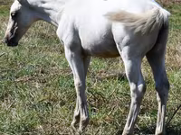 घोड़ी, Quarter Horse — फ़ोटो 3