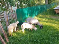 Ziege, Kejobong goat — Foto 3