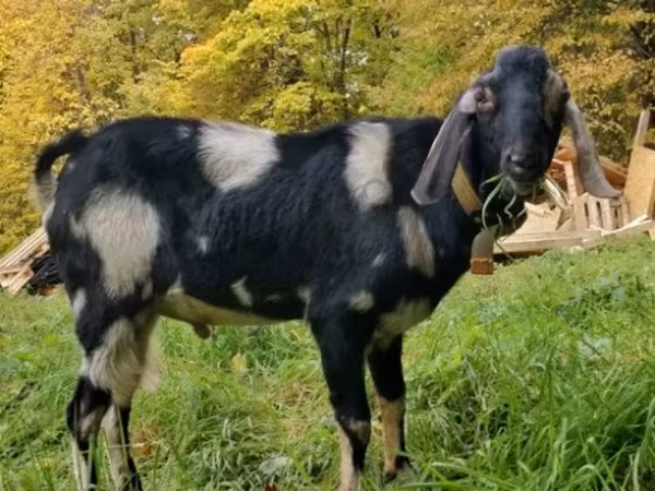 Kozioł, Nubian Goat — Rosja