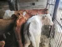 Cow, Simmental cattle — photo 6