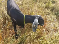 बकरी, Nubian Goat — फ़ोटो 3