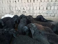 Baran, Rhon sheep — zdjęcie 4