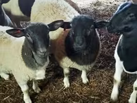 Baran, Dorper sheep — zdjęcie 2