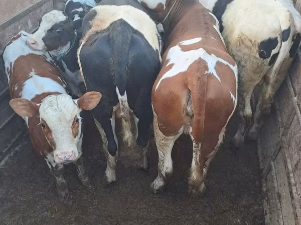母牛, Cattle